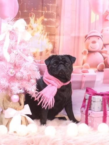 20241226ブブちゃん